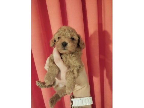Orjinal toy poodle yavrularımız yeni yuvalarını arıyor