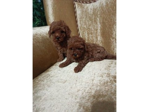 Red poodle yavruları