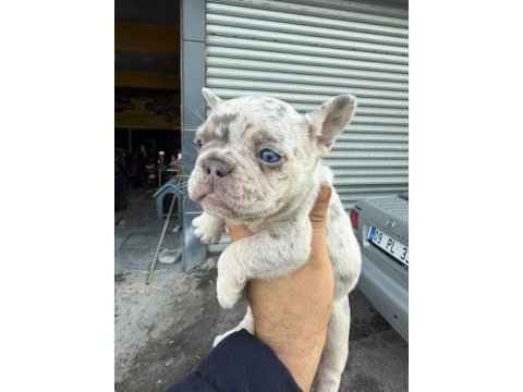 French bulldog sevenler a kalite
