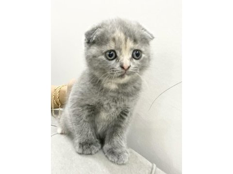 Scottish fold yavru
