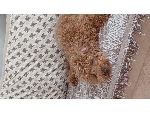 Bazı nedenlerden dolayı köpeğimi vermek zorundayım