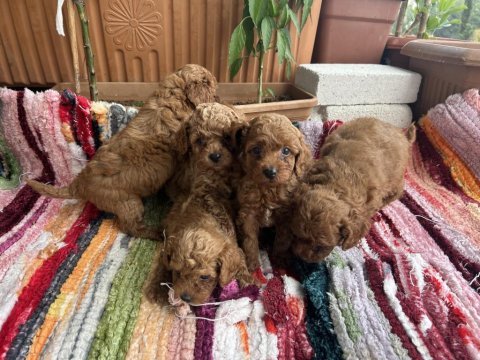 Toy poodle kore kan