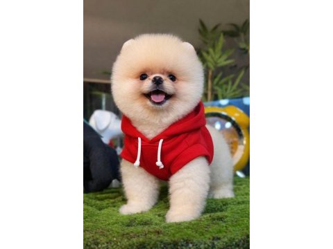 Üst düzey belgeli pomeranian boo yavrularımız