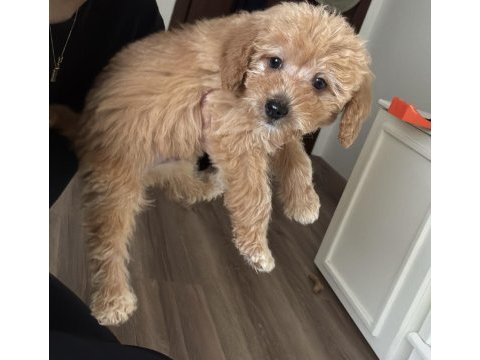 3,5 aylık erkek maltipoo