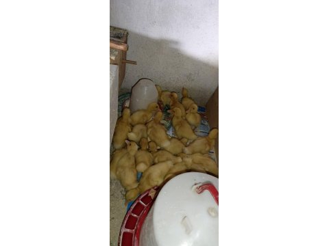 Çoluk çocuğunu sevindir ördek civcivi bulunur