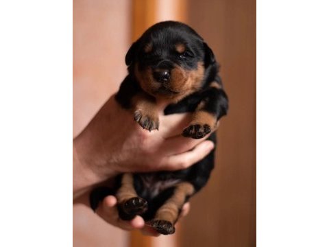 Rottweiler yavrularımız
