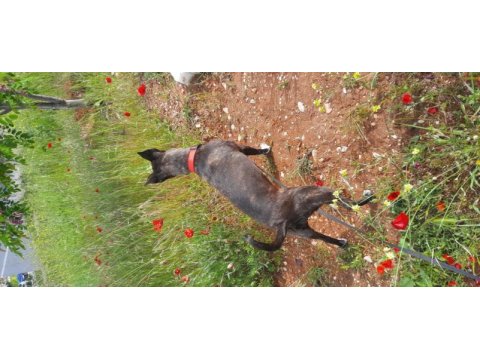 Köpeğime yuva arıyorum acil lütfen acil