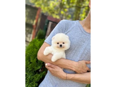 Üst kalite pomeranian boo