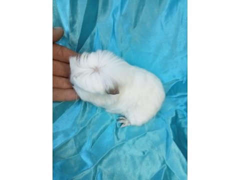 Coronet ırkı ginepig gönderim mümkün