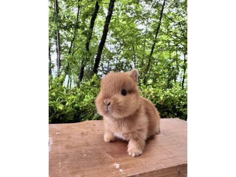 A kalite netherland dwarf tavşan yavrular