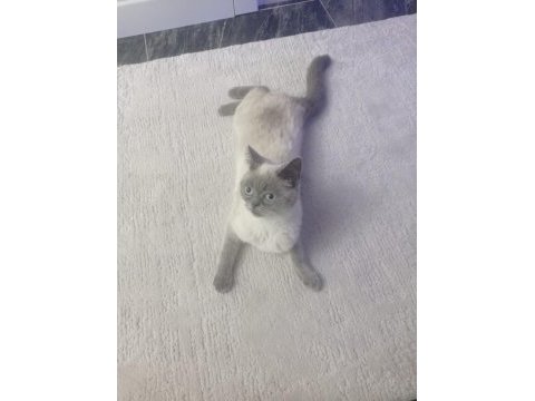 Yavrumuzu sahiplendiriceğim british shorthair