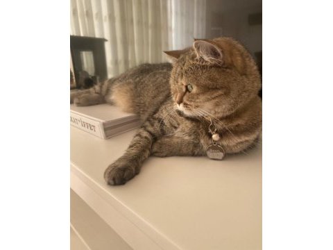 British shorthair 6 yaşında