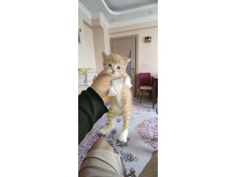 Sokak da buldum 3 4 haftalık sahiplendirilecek kediler