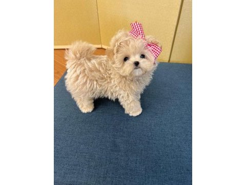 Toy poodle yavrularım
