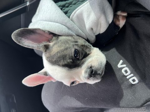 French bulldog 3 aylık