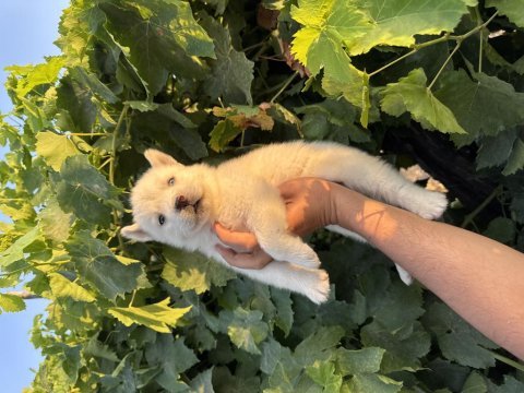 Mavi göz husky bebekler