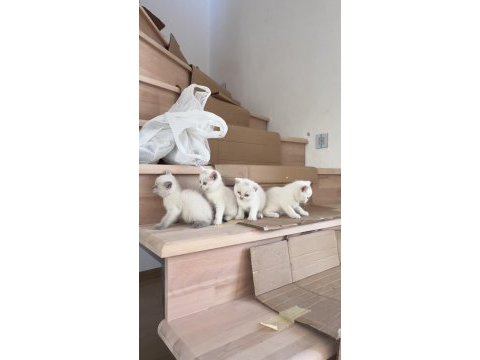 3 dişi 1 erkek british shorthair