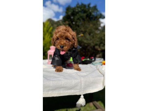 Toy poodle yavrumuz