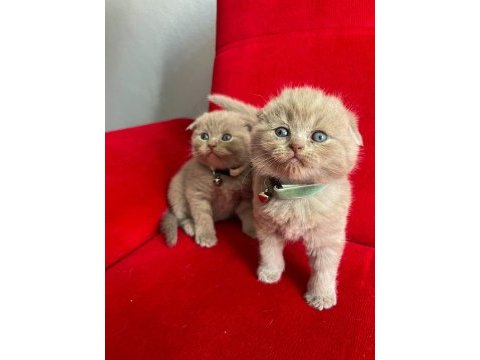 Ev ortamından scottish fold yavrular