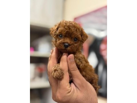 Teacup aşılı eğiitimli premıum toy poodle