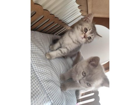 Son yavru british shorthair