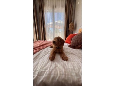 Toy poodle