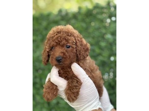 Minicik bedende kocaman sevgi poodle