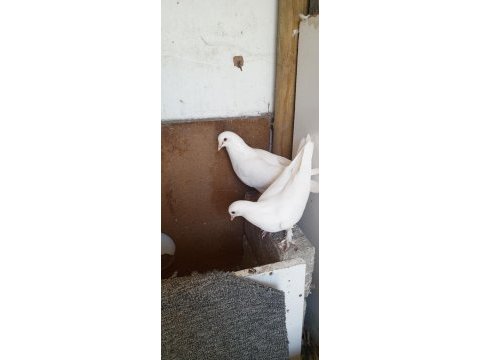 Eski soy beyaz güvercinler