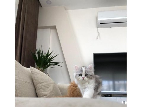 2 aylık chinchilla yavrularımız yeni yuvalarını bekliyor