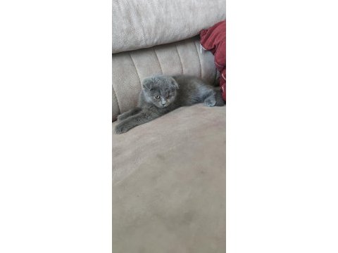 Sevimli gri scottish fold yavru