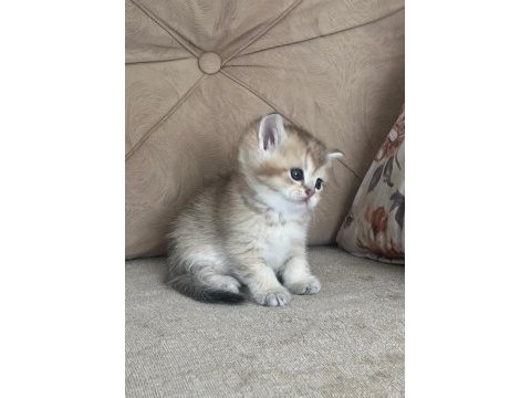 Safkan british shorthair mavi gözlü yavrular
