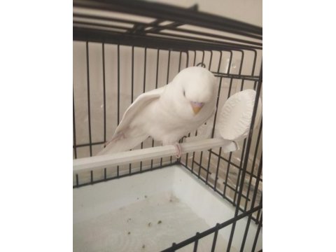 Albino 46 günlük yavrumuhabbet kuşu konuşmaya çok yatkın
