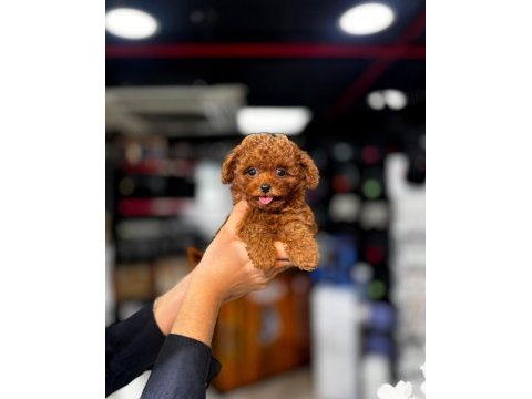 En özel safkan şecereli poodle yavrular