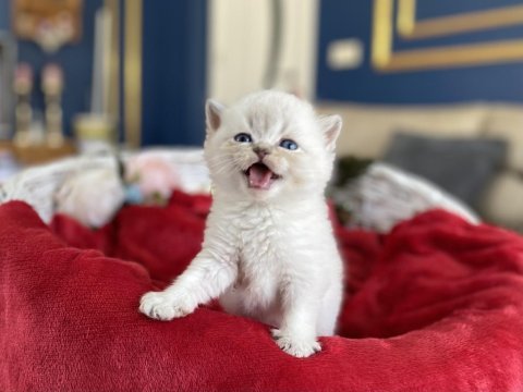 Mükemmel kalite blue golden british shorthair yavrumuz
