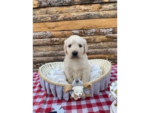 Baby face safkan golden retriever yavrularımız