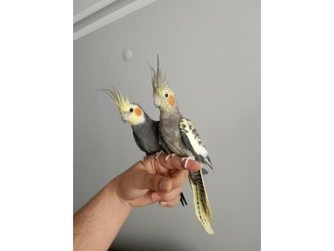 Çift sultan papağanı yumurtalı