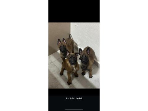 Malinois ırkının en iyilerini isteyenlere