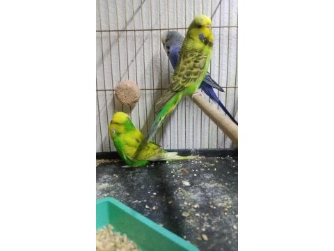 Damızlık muhabbet kuşu erkekler