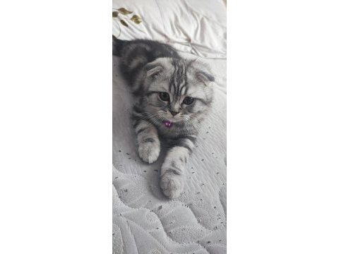 4 aylık scottish fold