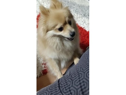 Pomeranian spitz uyguna verilecek (acil)