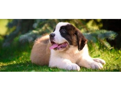 Safkan st bernard yavrular