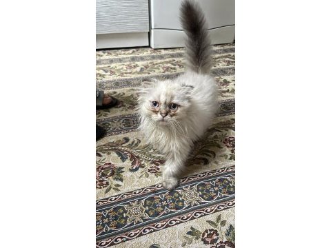 British longhair