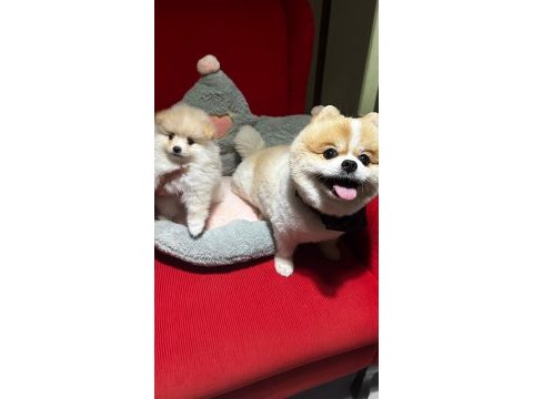 Pomeranian yavrularımız
