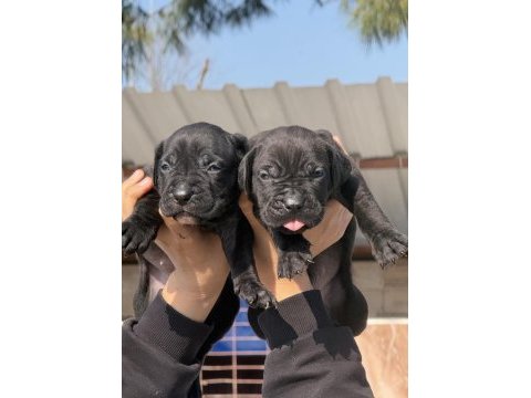 Cane corsa alan koruma köpeği yavruları 