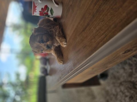 Toy poodle maltipoo yavrular