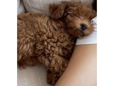 Korean toy poodle