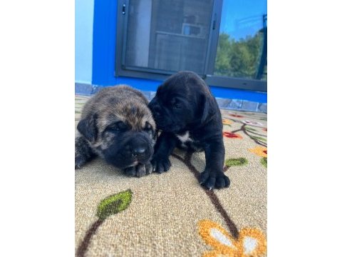 Özel renklere sahip cane corso yavrular
