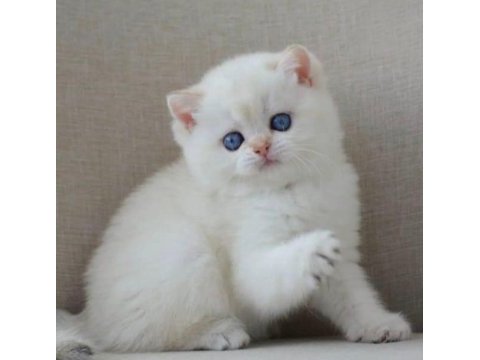 En sakin yavrulardan ns1133 british shorthair 