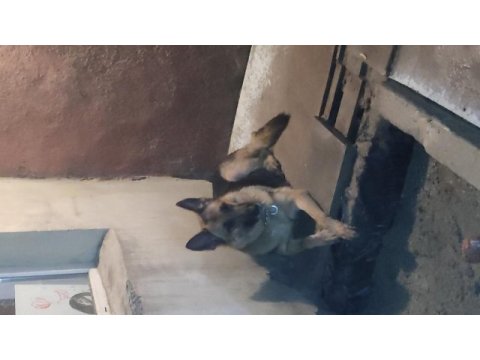 Ücretsiz sahiplendirme alman kurdu açıklama okuyunuz