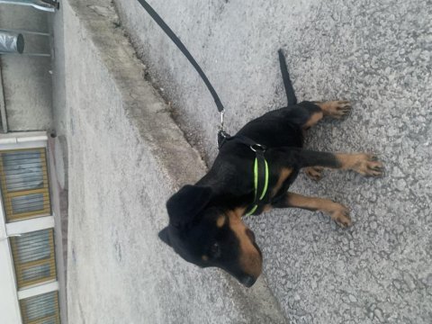 Rottweiler 3.5 aylık